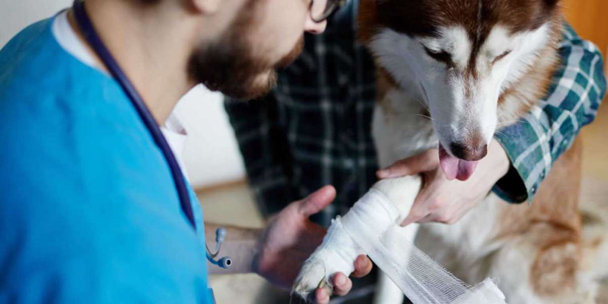 Essential Guide to Immediate Trauma Care for Pets: What Every Pet Owner Should Know