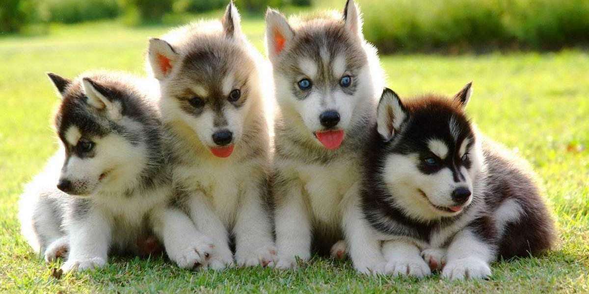 Summer Scheming '24: California Golden Bears