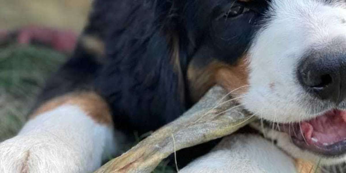 Long Lasting Natural Dog Chews: A Better Choice for Happy, Healthy Dogs