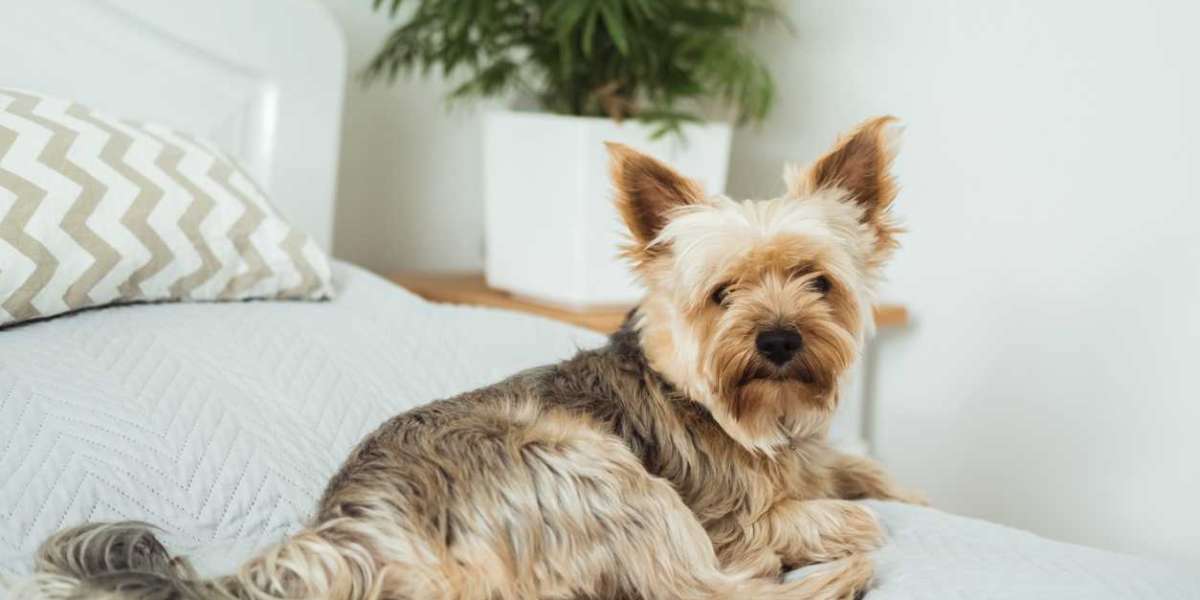 De-Shedding Treatment for a Cleaner, Happier Home