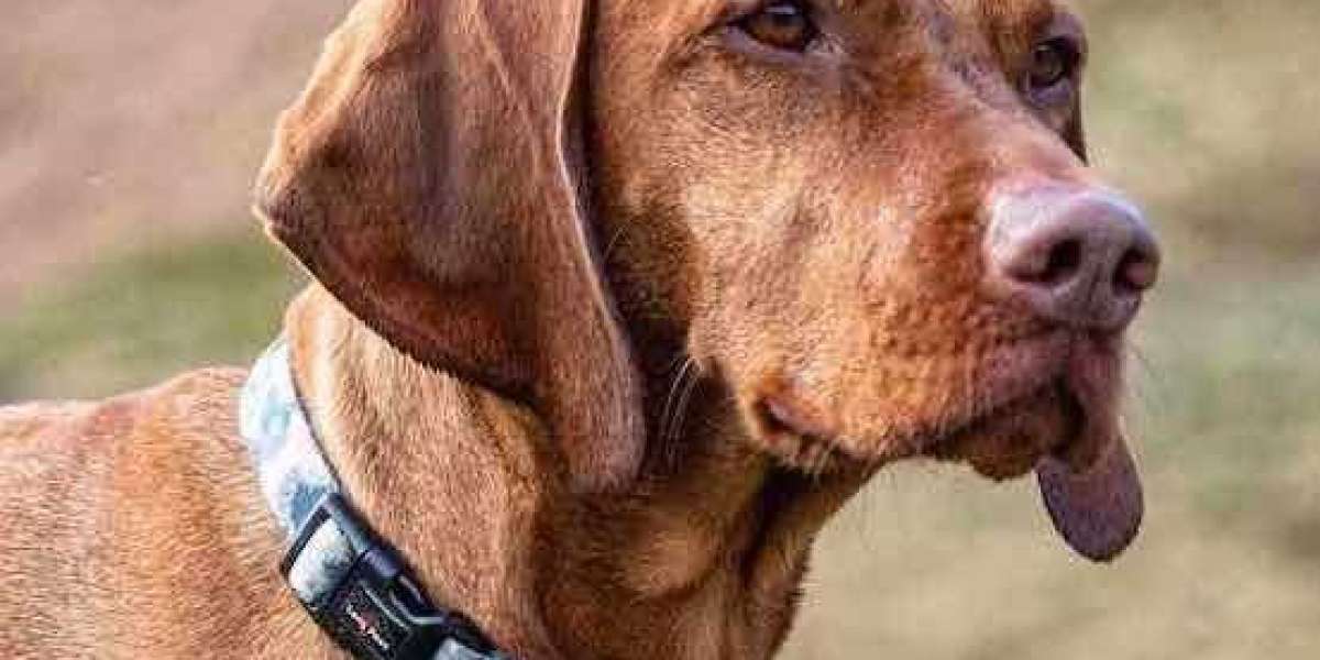 Comfort Meets Style: Essential Dog Walking Gear