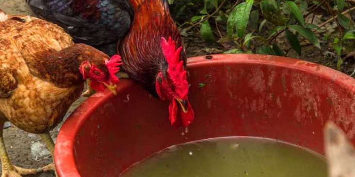 Cleaning Water: The Simple Step That Helps Poultry Stay Healthier