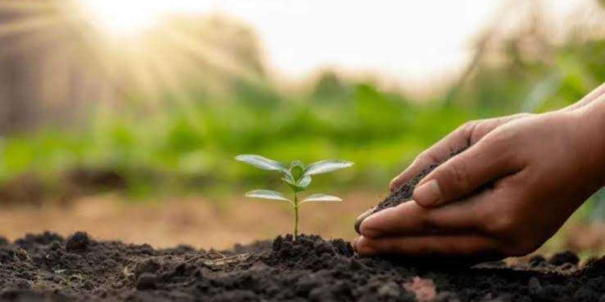 Essential Tree Care Services in Berwyn IL for Newly Planted Trees