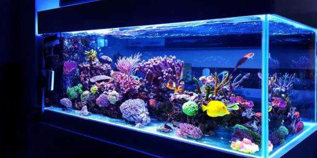 Aquarium Market Trends Transforming Modern Aquatic Experiences