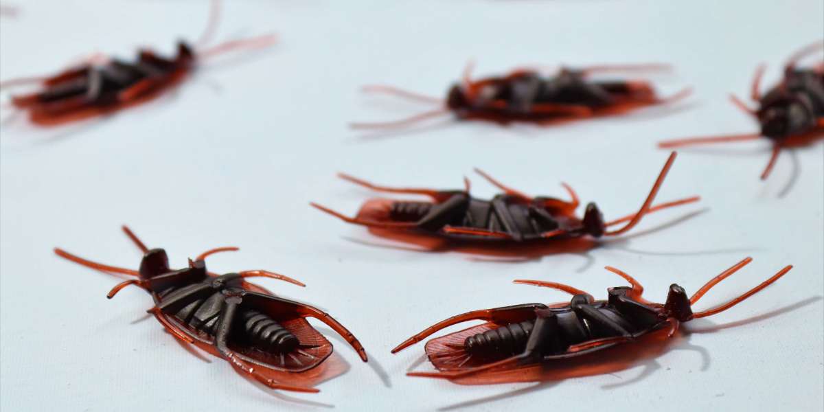 Cockroach Exterminator Bakersfield: Understanding Cockroach Identification and Control Methods